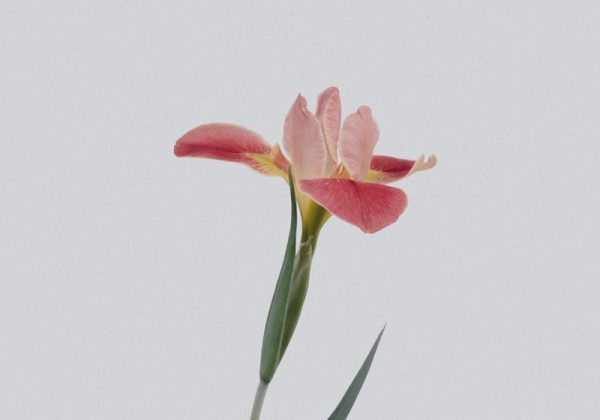 Bình hoa để bàn làm việc
