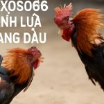 XOSO66 - Nền Tảng Cá Cược Uy Tín Với Dịch Vụ Đá Gà Hàng Đầu